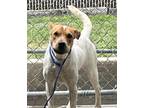 Adopt BAMBI a Australian Cattle Dog / Blue Heeler, Mixed Breed