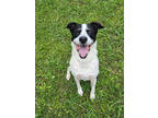 Adopt Marvin Martian 1121-23 a Black German Shorthaired Pointer / Retriever