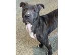 Adopt Bella a Brindle American Pit Bull Terrier / Mixed Breed (Medium) / Mixed