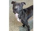 Adopt Bella a Brindle American Pit Bull Terrier / Mixed dog in Penn Yan