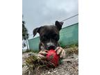 Adopt Dooby a Brindle American Pit Bull Terrier / Mixed dog in Daytona Beach