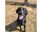 Adopt Benji a Black Mixed Breed (Large) / Mixed dog in Eau Claire, WI (39032991)