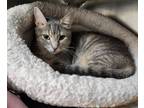 Adopt Betty Draper a Gray or Blue Domestic Shorthair / Domestic Shorthair /