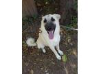 Adopt Bailey a White - with Black Shepherd (Unknown Type) / Great Pyrenees /