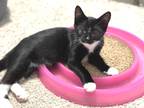 Adopt Socks a Black & White or Tuxedo Domestic Shorthair (short coat) cat in