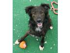 Adopt Toffee a Border Collie / Mixed Breed (Medium) / Mixed dog in Warren