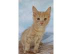 Adopt Buffy a Orange or Red Maine Coon (long coat) cat in Upper Saddle River