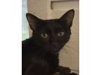 Adopt Elvira a Domestic Short Hair