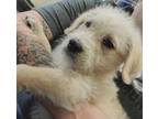 Adopt Found stray: Waverly a Golden Retriever, Poodle