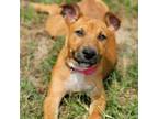 Adopt Ravioli a German Shepherd Dog, Cattle Dog