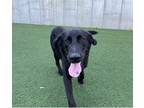 Adopt Loki a Black - with White German Shepherd Dog / Labrador Retriever dog in