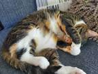 Adopt Luna a Calico or Dilute Calico Tabby / Mixed (short coat) cat in