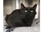 Adopt London a Domestic Shorthair / Mixed (short coat) cat in Greeneville