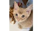 Adopt Sydney a Domestic Shorthair / Mixed (short coat) cat in Ewing