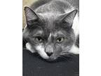 Adopt Laila a Domestic Shorthair / Mixed (short coat) cat in Duncan