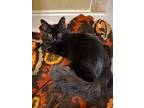 Adopt Pancho a Domestic Shorthair / Mixed (short coat) cat in Hoover