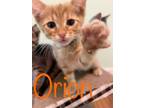 Adopt Orion a Domestic Shorthair / Mixed (short coat) cat in Hoover