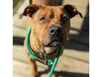 Adopt Warlock a Tan/Yellow/Fawn American Pit Bull Terrier / Mixed dog in