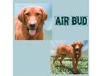 Adopt Air Bud a Labrador Retriever / Mixed dog in Casa Grande, AZ (38772114)