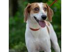 Adopt Sally a White - with Tan, Yellow or Fawn Brittany / Mixed Breed (Small) /