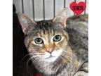 Adopt Pinky a Calico or Dilute Calico Domestic Shorthair / Mixed cat in North