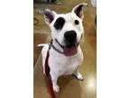 Adopt Ghost a White Terrier (Unknown Type, Small) / Mixed dog in San Antonio