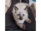 Adopt Nougat a Tan or Fawn Domestic Mediumhair / Mixed cat in San Jose