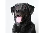 Adopt Rex D13655: No Longer Accepting Applications a Black Labrador Retriever /