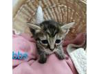 Adopt Cubbs a Brown or Chocolate Domestic Shorthair / Mixed cat in Edinburg