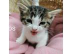 Adopt Bubbs a Brown or Chocolate Domestic Shorthair / Mixed cat in Edinburg