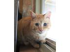 Adopt Aziraphale a Tan or Fawn Tabby Domestic Shorthair (short coat) cat in