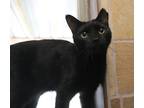 Adopt Crowley a All Black Domestic Shorthair (short coat) cat in Guthrie