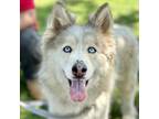 Adopt Fiona a Gray/Silver/Salt & Pepper - with Black Siberian Husky / Mixed dog