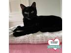 Adopt Lumi a All Black Domestic Shorthair / Mixed cat in Wheeling, IL (39009542)