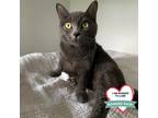 Adopt Stormy a Gray or Blue Domestic Shorthair / Mixed cat in Wheeling