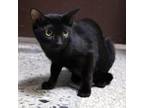 Adopt Madame a All Black Domestic Shorthair / Mixed cat in Lakeland