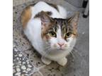 Adopt Reagan a White Domestic Shorthair / Mixed cat in Lakeland, FL (38927541)
