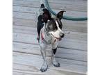 Adopt Jesse a White - with Tan, Yellow or Fawn Australian Kelpie / Rat Terrier /