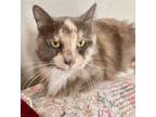 Adopt Lana a Domestic Mediumhair cat in Breinigsville, PA (38887209)