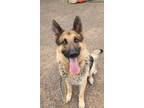 Adopt Drake a German Shepherd Dog / Mixed dog in Phoenix, AZ (38893730)