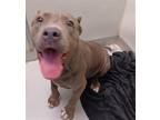Adopt Amelia a American Staffordshire Terrier / Mixed dog in Phoenix