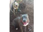 Adopt Brad and Brit a American Staffordshire Terrier / Pit Bull Terrier / Mixed
