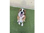 Adopt Samson a Brown/Chocolate - with White St. Bernard / Mixed dog in Phoenix