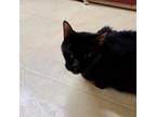 Adopt Vernan a All Black Domestic Shorthair / Mixed cat in Pontiac
