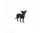 Adopt Nixie a Black Terrier (Unknown Type, Small) / Mixed dog in Playa Vista