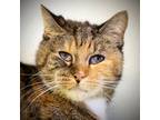 Adopt Seer a Brown or Chocolate Domestic Shorthair / Domestic Shorthair / Mixed