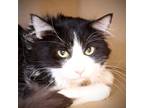Adopt Contemplative a All Black Domestic Longhair / Domestic Shorthair / Mixed
