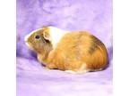Adopt Papa New Guinea a Brown or Chocolate Guinea Pig / Mixed small animal in