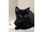 Adopt Piper a All Black Domestic Shorthair / Domestic Shorthair / Mixed cat in