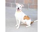 Adopt Sandcastle a White American Pit Bull Terrier / Mixed dog in Evans